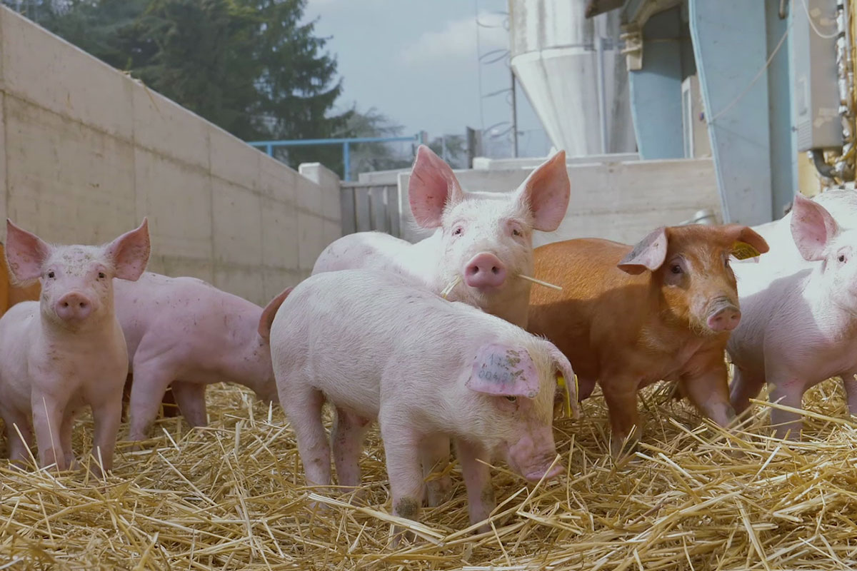 Fumagalli, nuovi traguardi di benessere animale