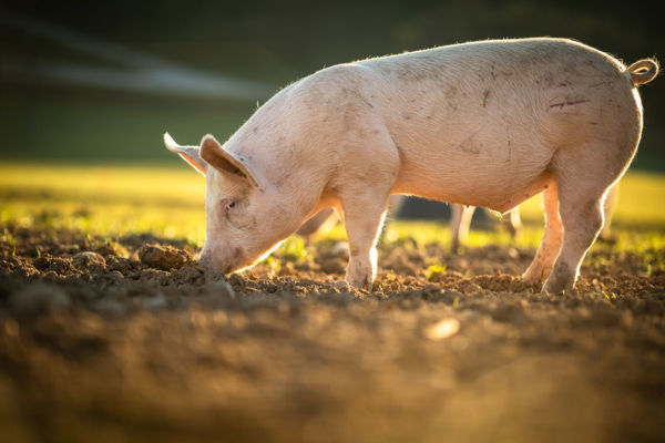 benessere animale-carne-Prosciutto di Parma Dop-PARSUTT